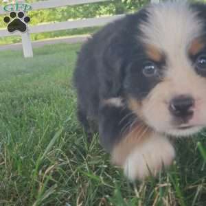 AMBER, Bernese Mountain Dog Puppy