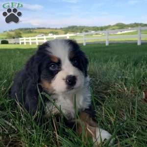 AMBER, Bernese Mountain Dog Puppy