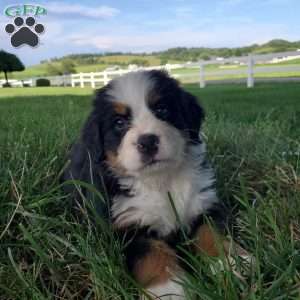 AMBER, Bernese Mountain Dog Puppy