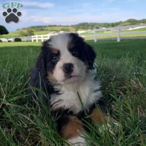 AMBER, Bernese Mountain Dog Puppy