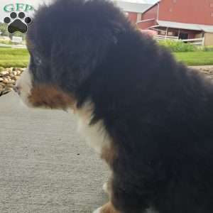 AJ, Bernese Mountain Dog Puppy