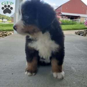 AJ, Bernese Mountain Dog Puppy