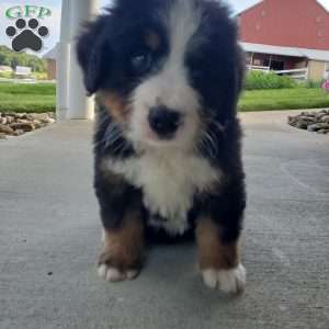 AJ, Bernese Mountain Dog Puppy