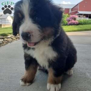 AJ, Bernese Mountain Dog Puppy