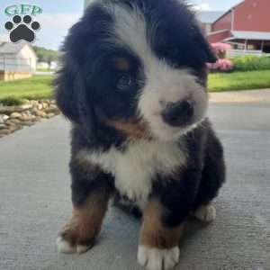 AJ, Bernese Mountain Dog Puppy