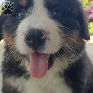 AJ, Bernese Mountain Dog Puppy