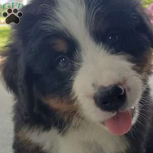 AJ, Bernese Mountain Dog Puppy