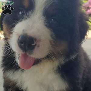 AJ, Bernese Mountain Dog Puppy