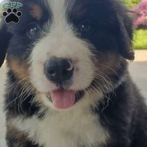 AJ, Bernese Mountain Dog Puppy
