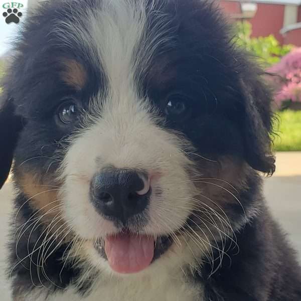 AJ, Bernese Mountain Dog Puppy