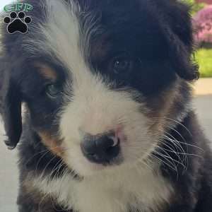 AJ, Bernese Mountain Dog Puppy