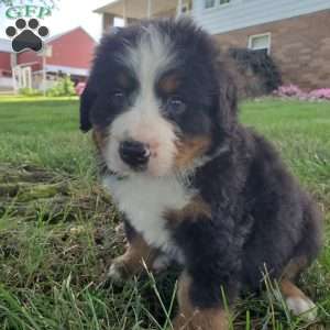 AJ, Bernese Mountain Dog Puppy