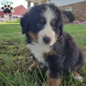 AJ, Bernese Mountain Dog Puppy