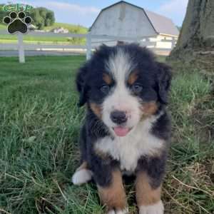 AJ, Bernese Mountain Dog Puppy