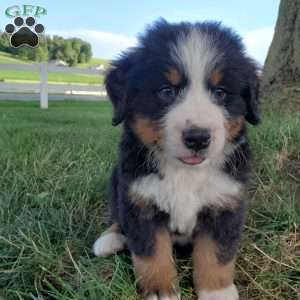 AJ, Bernese Mountain Dog Puppy