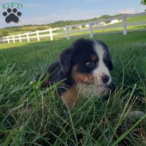 AJ, Bernese Mountain Dog Puppy