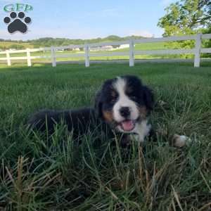 AJ, Bernese Mountain Dog Puppy