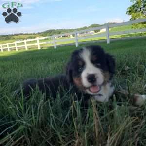 AJ, Bernese Mountain Dog Puppy