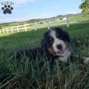 AJ, Bernese Mountain Dog Puppy