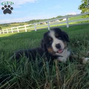 AJ, Bernese Mountain Dog Puppy