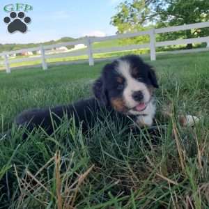 AJ, Bernese Mountain Dog Puppy