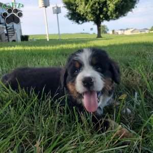 AJ, Bernese Mountain Dog Puppy