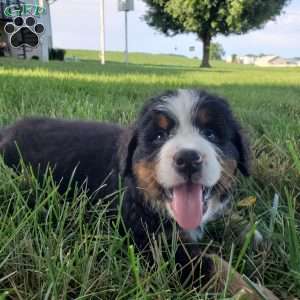 AJ, Bernese Mountain Dog Puppy