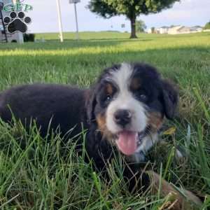 AJ, Bernese Mountain Dog Puppy