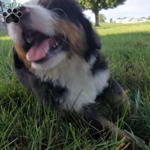 AJ, Bernese Mountain Dog Puppy