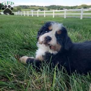 SELENA, Bernese Mountain Dog Puppy