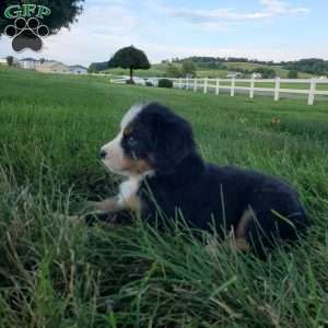 SELENA, Bernese Mountain Dog Puppy