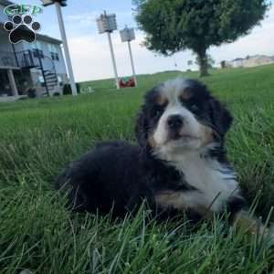 SELENA, Bernese Mountain Dog Puppy