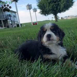 SELENA, Bernese Mountain Dog Puppy