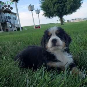 SELENA, Bernese Mountain Dog Puppy