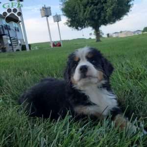 SELENA, Bernese Mountain Dog Puppy