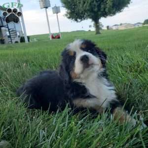 SELENA, Bernese Mountain Dog Puppy
