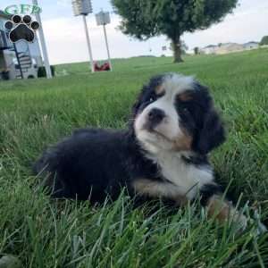 SELENA, Bernese Mountain Dog Puppy