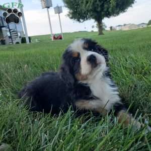 SELENA, Bernese Mountain Dog Puppy