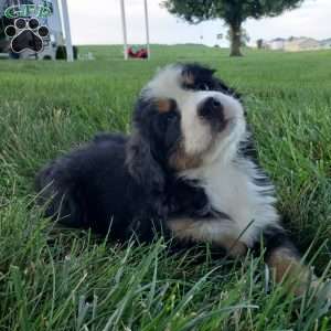 SELENA, Bernese Mountain Dog Puppy