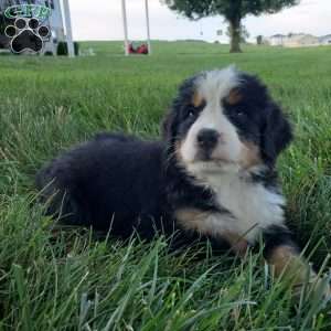 SELENA, Bernese Mountain Dog Puppy