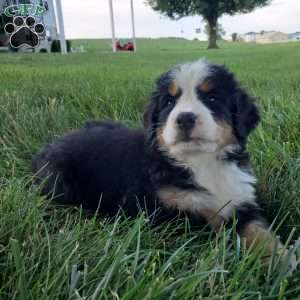 SELENA, Bernese Mountain Dog Puppy