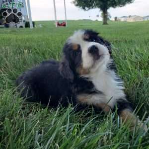 SELENA, Bernese Mountain Dog Puppy
