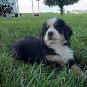 SELENA, Bernese Mountain Dog Puppy