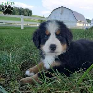 SELENA, Bernese Mountain Dog Puppy