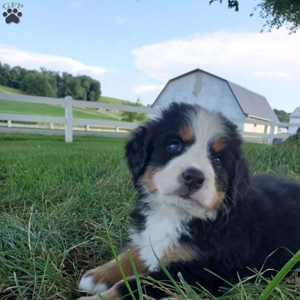 SELENA, Bernese Mountain Dog Puppy