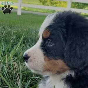 SELENA, Bernese Mountain Dog Puppy