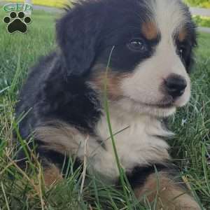 SELENA, Bernese Mountain Dog Puppy