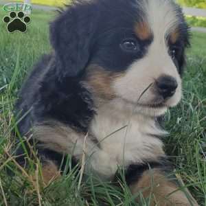 SELENA, Bernese Mountain Dog Puppy