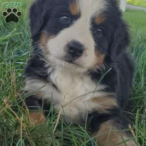 SELENA, Bernese Mountain Dog Puppy