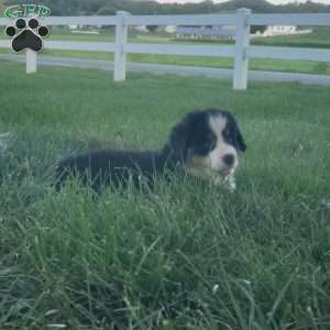 MAJA, Bernese Mountain Dog Puppy